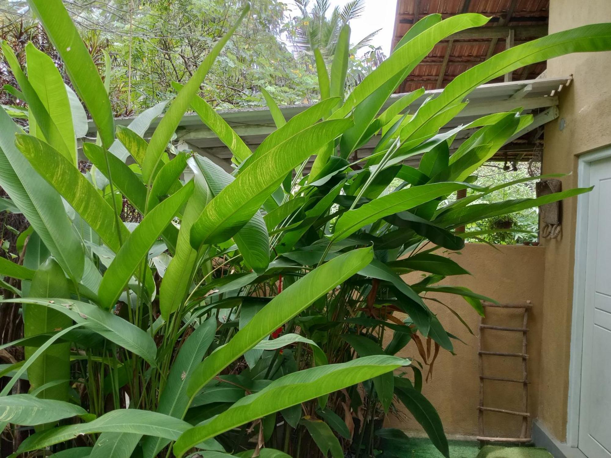 Appartamento Hiriketiya Mahi Surf Dikwella Esterno foto